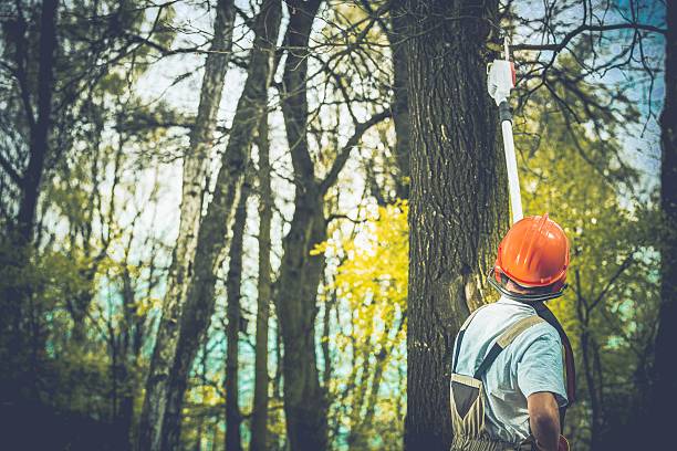 How Our Tree Care Process Works  in  View Park Windsor Hills, CA